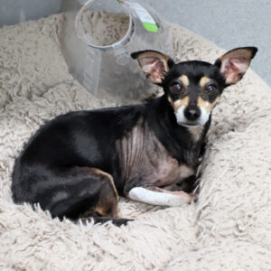 Help Yukon & Snoopy Heal