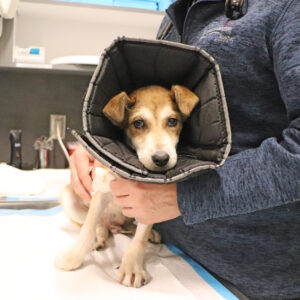 Help Yukon & Snoopy Heal