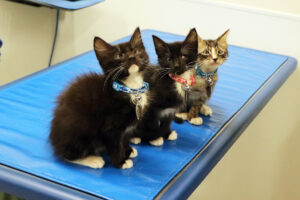 Help The Kitten Trio Heal