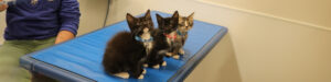 Help The Kitten Trio Heal