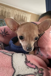 Help Swish Heal Update