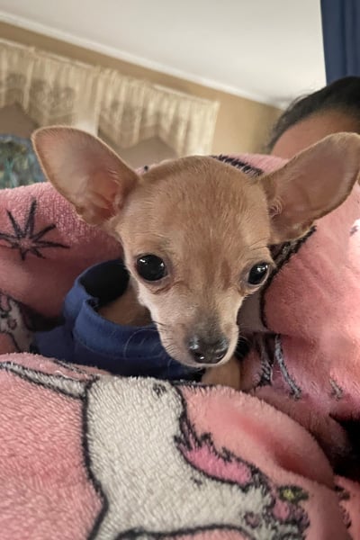 Help Swish Heal Update