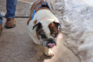 February Mill Rescue, 2026