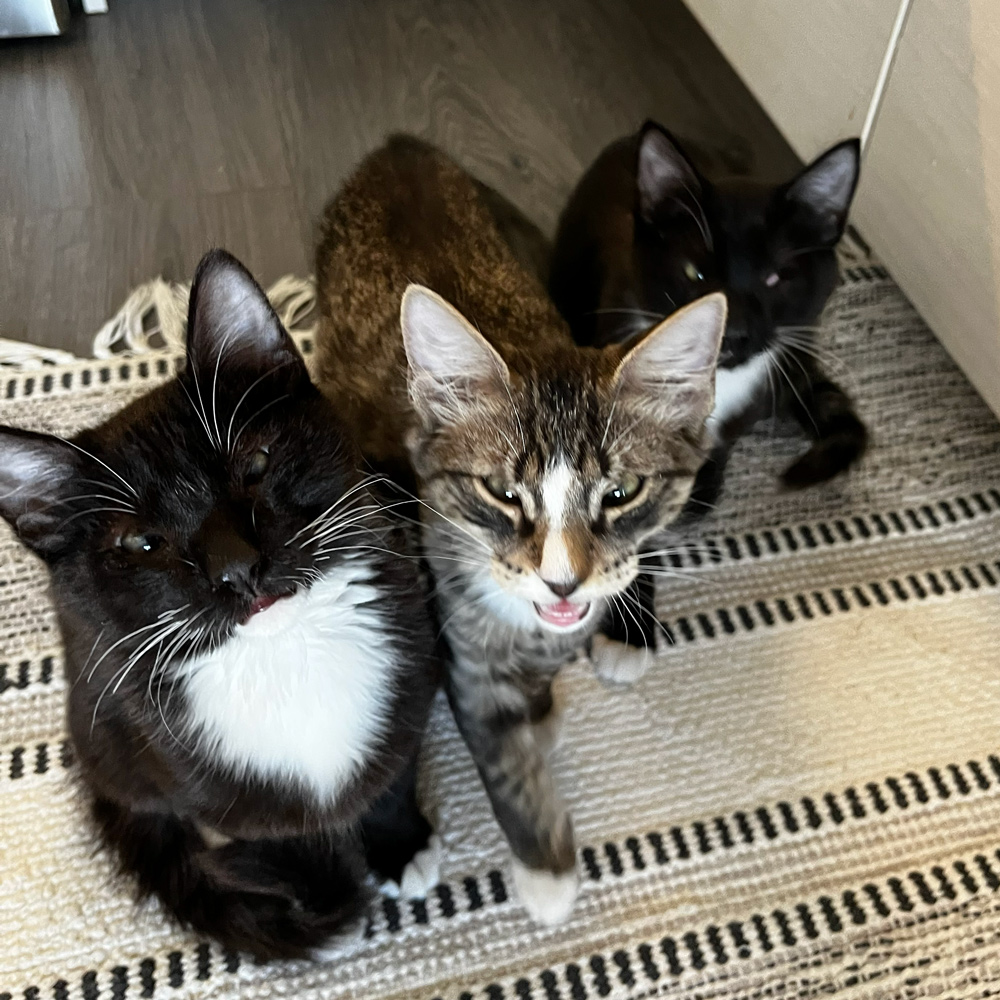 Help the Kitten Trio Heal