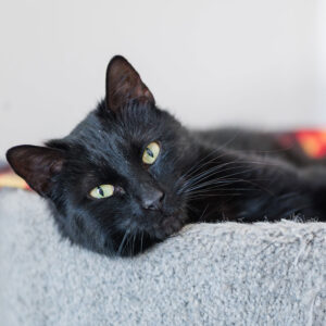 Selina, NCI5220