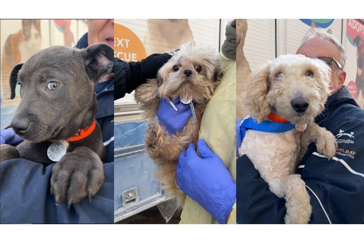 Road to Rescue: A Lifesaving Journey