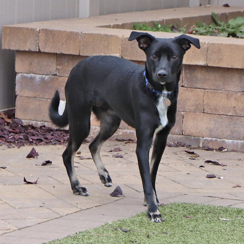 IR1451-cooper-male-adult-black-mix-030926 Huey