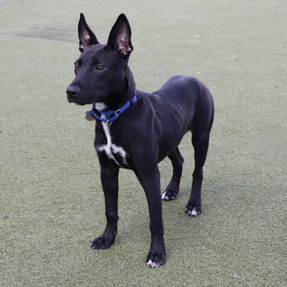 LA5567-monte-male-adult-black-mix-030926 Huey