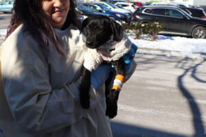 MA3890-Doshie-Parvo-Pup