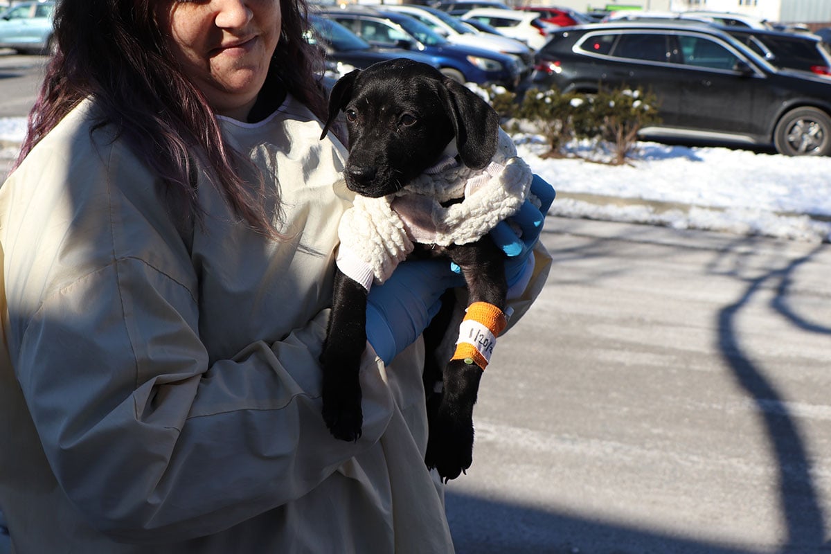 MA3890-Doshie-Parvo-Pup