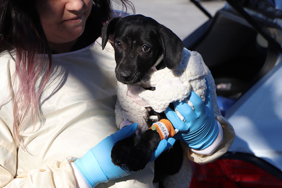 MA3890-Doshie-Parvo-Pup