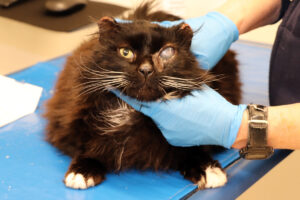 Help Princeton Heal