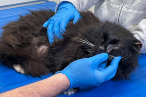 Help Princeton Heal