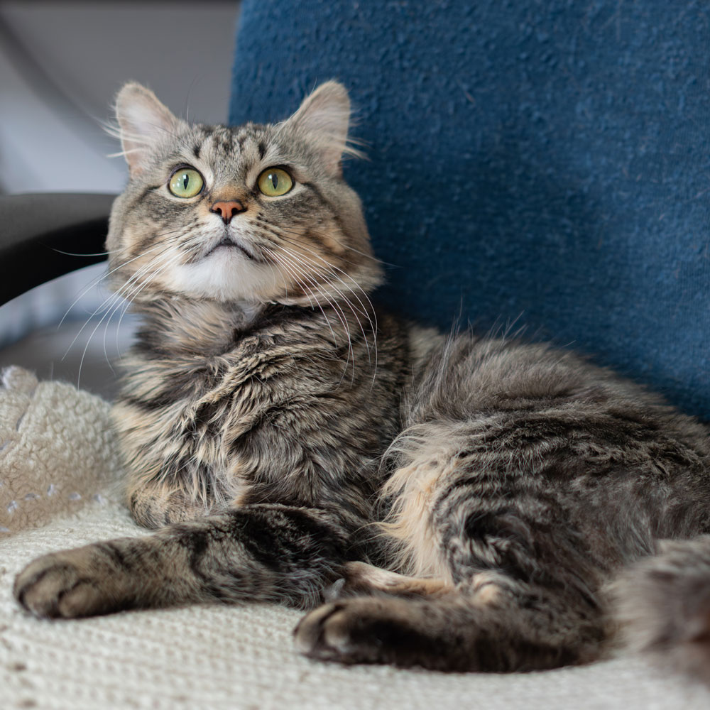 tabbyページ nci5300-min-male-adult-brown-tabby-longhair-adk-032826b | Animal