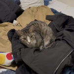 Sponsor Pet Bobbi, March 2026