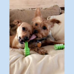 Sponsor Pet G.I. Joey