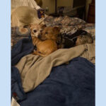 Sponsor Pet G.I. Joey