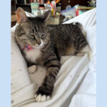 Sponsor Pet Jacque, March 2026