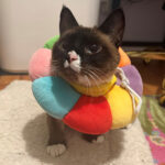 Sponsor Pet Lincoln, March 2026