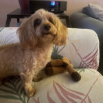 Sponsor Pet Little Man