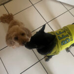 Sponsor Pet Little Man