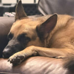 Sponsor Pet Maverick