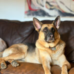 Sponsor Pet Maverick