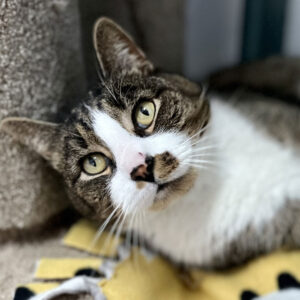 Alvin, NCI5341