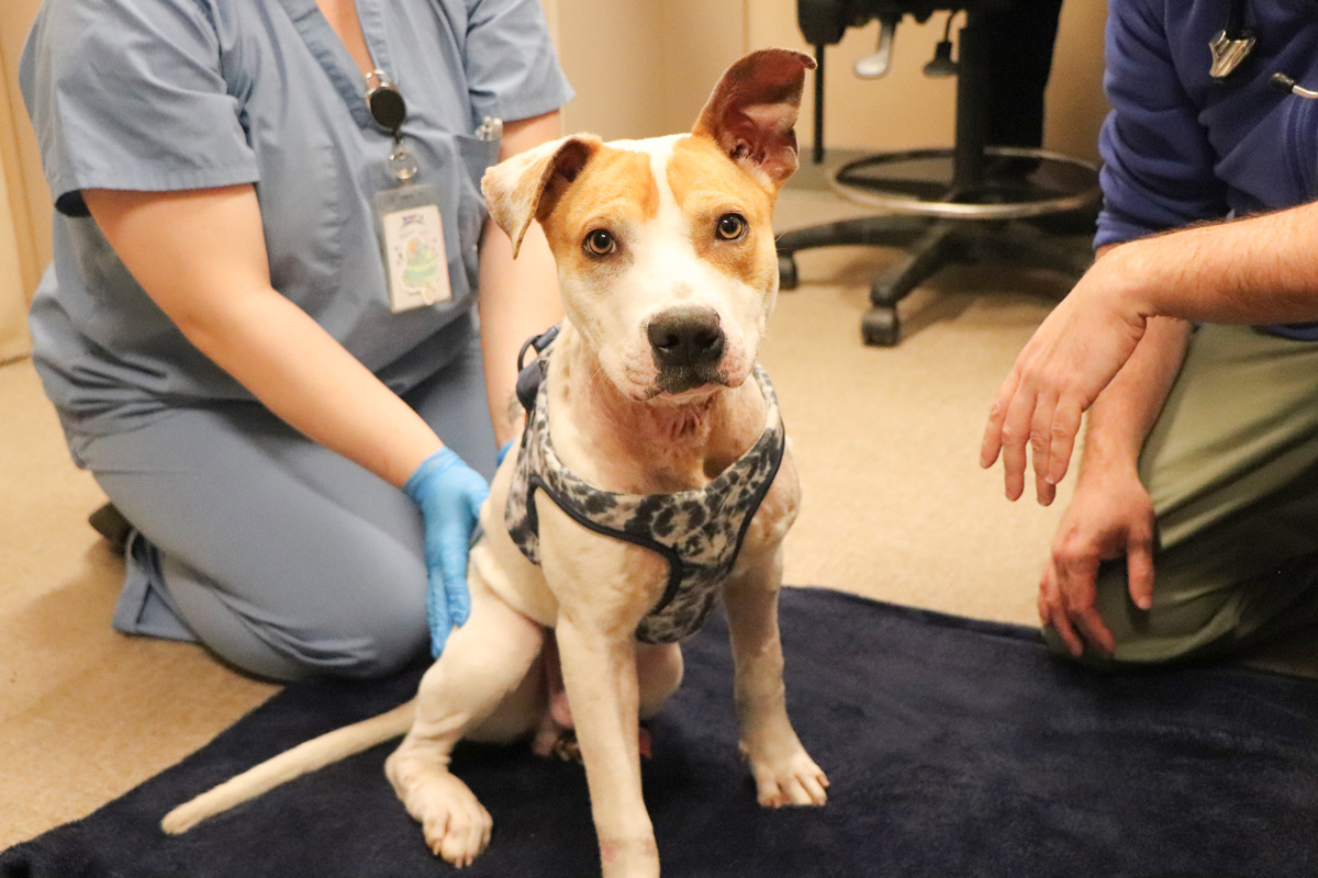 Nonetheless Wagging and Nonetheless Believing Nonetheless Wagging and Nonetheless Believing