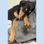 Sponsor Pet Shakespeare