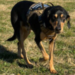 Sponsor Pet Shakespeare