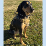 Sponsor Pet Shakespeare