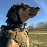 Sponsor Pet Shakespeare