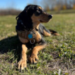 Sponsor Pet Shakespeare