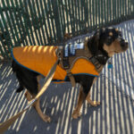 Sponsor Pet Shakespeare