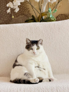 Miss Petunia