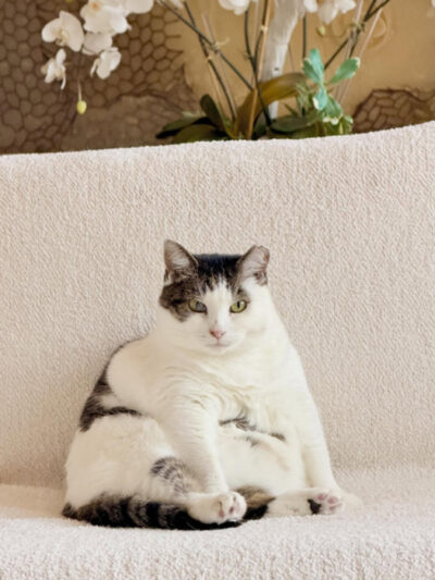 Miss Petunia