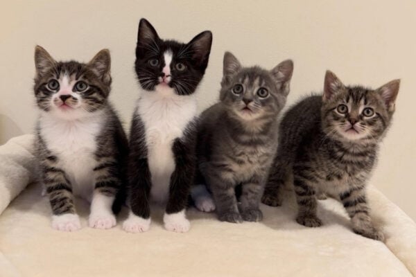 May's Current Foster Kittens