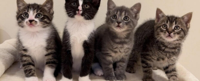 May's Current Foster Kittens