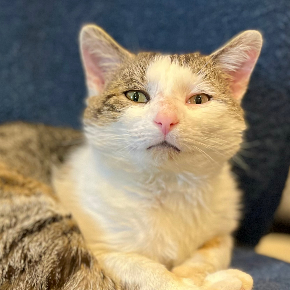 Meet Pontoon Petey