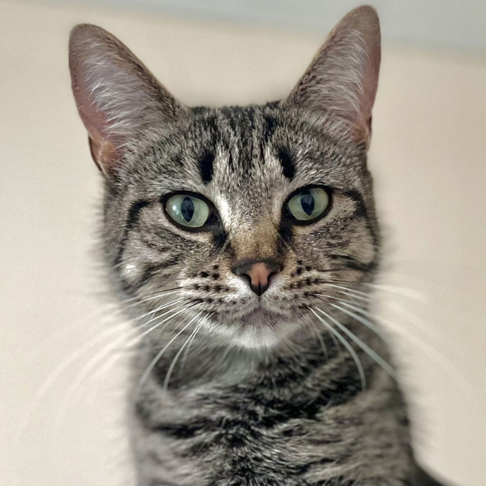 Meet Gladys