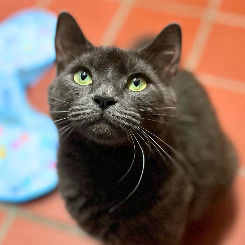 Meet Carmella