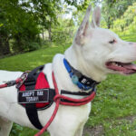 casper-ACd