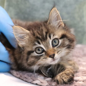 Help Tallulah Heal