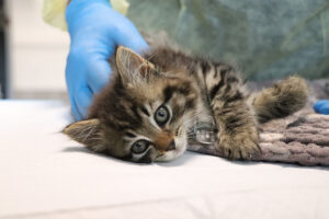 Help Tallulah Heal