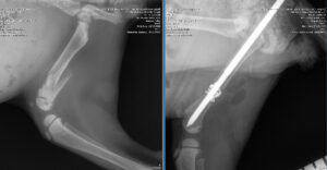 Help Tallulah Heal