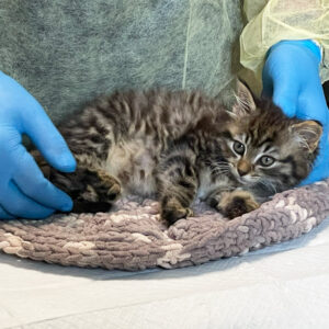 Help Tallulah Heal