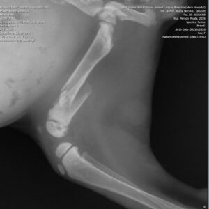 Help Tallulah Heal