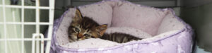 Help Tallulah Heal