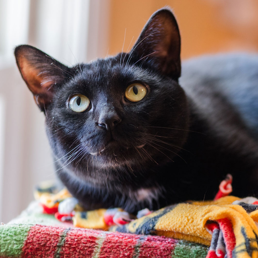 Meet Zoya